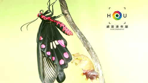 珀凤蝶结蛹羽化 腾讯视频