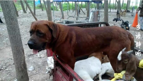 东北虎犬 腾讯视频