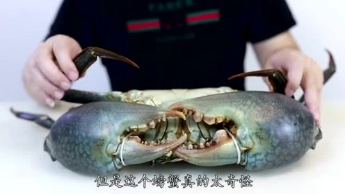 2458买一只斯里兰卡大青蟹全网最大钳子比胳膊还粗非常霸气