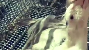 肥鹅肝背后的痛苦...看完你还忍心吃吗？