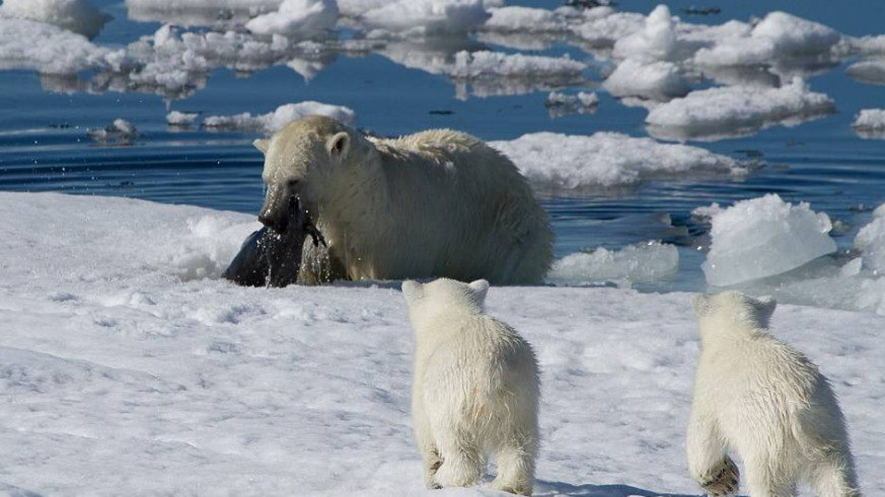 北极熊酷爱捕食海豹,因为海豹肉的脂肪最多