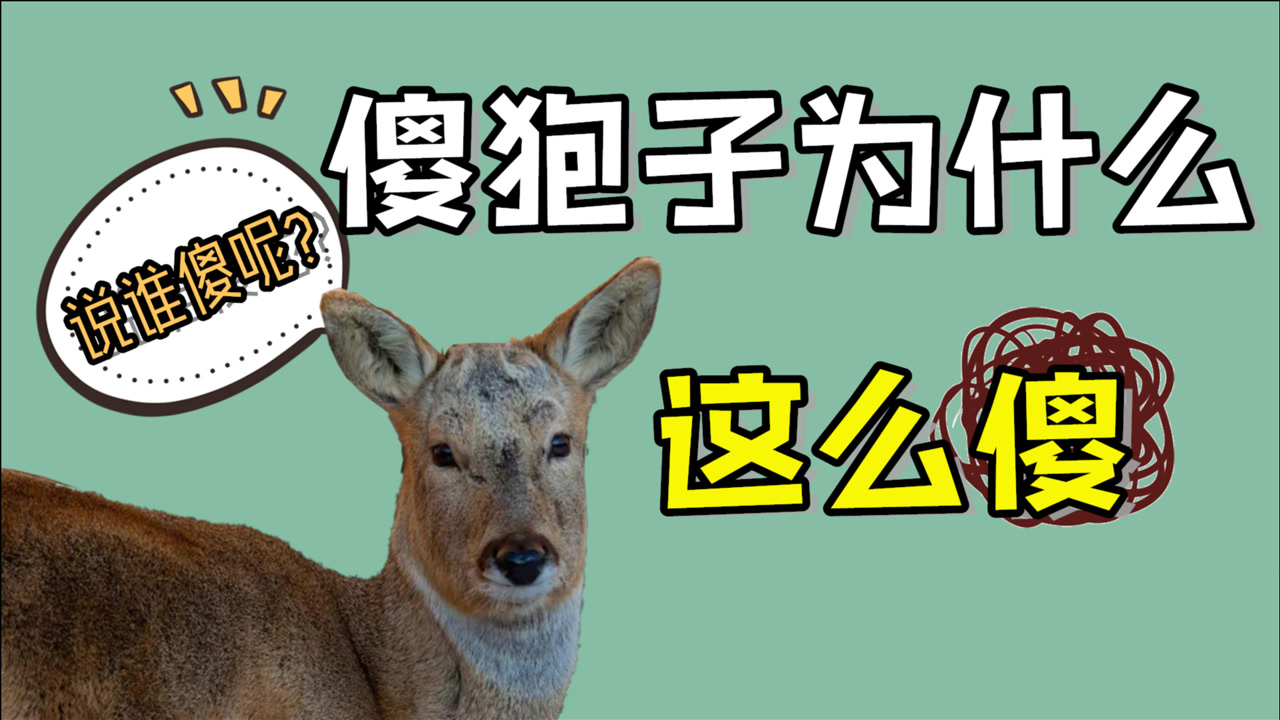 狍子(鹿科狍属动物)_搜狗百科