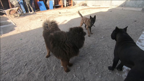 藏獒和马犬杂交图片图片