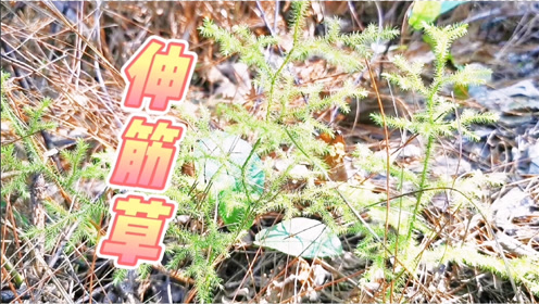 石松千恵美 腾讯视频