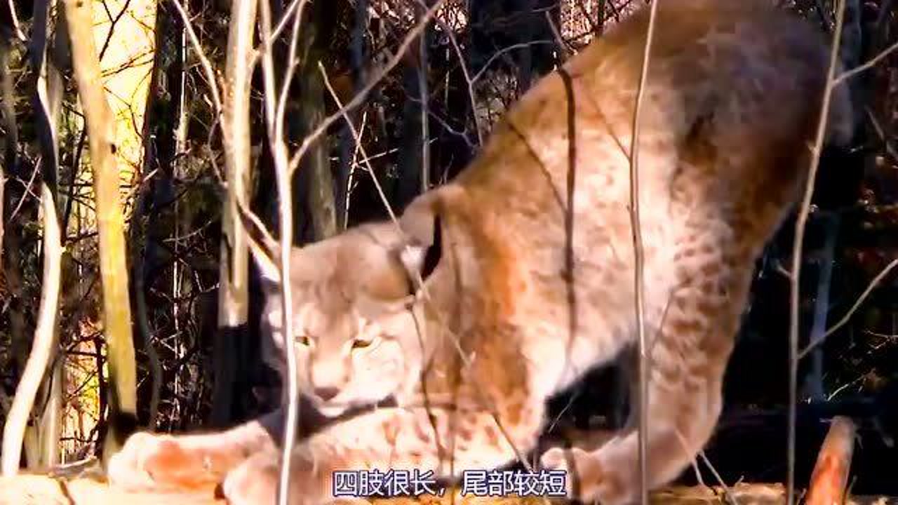 猞猁 _ 百科