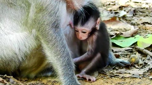 新生猴宝宝不勇敢地跳跃,给它行走造成许多障碍