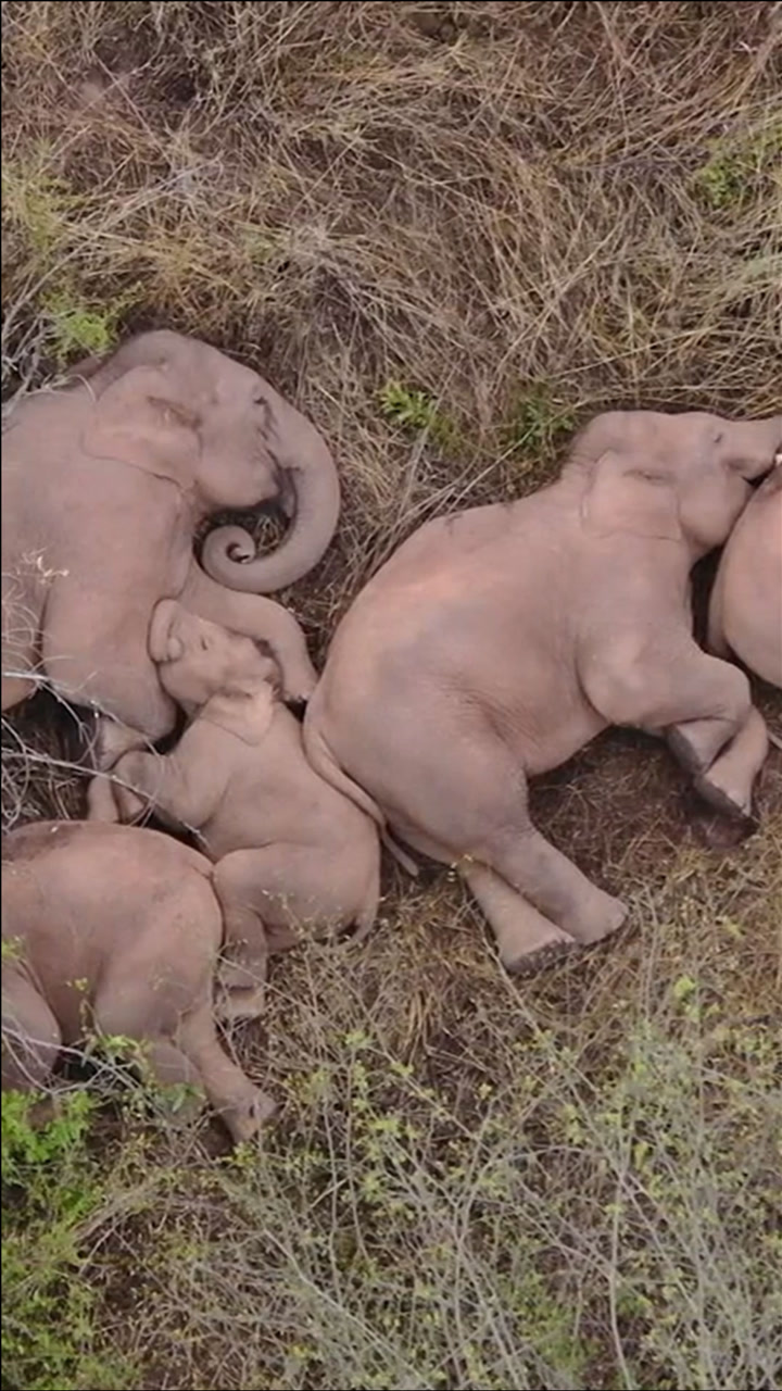 大象睡觉姿势图片