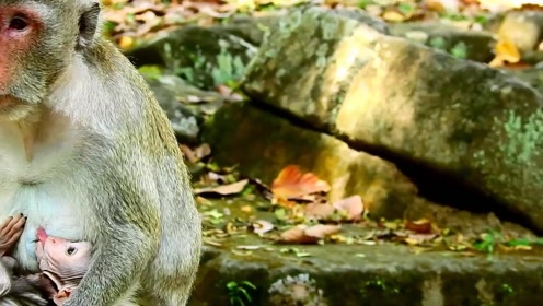 小皮猴喝奶都闹腾,游客:小心猴妈怒了,收拾你!