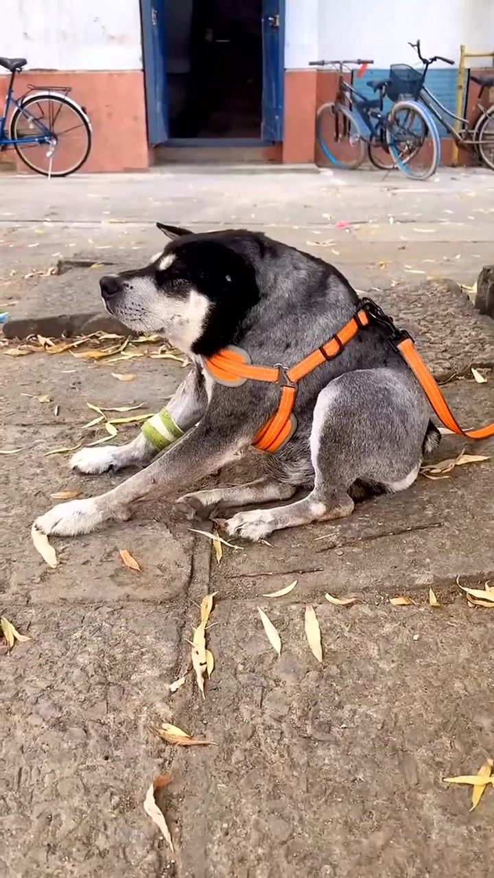 传说中的两厢狗,请问这狗很贵吗?主人为何只买了半只?