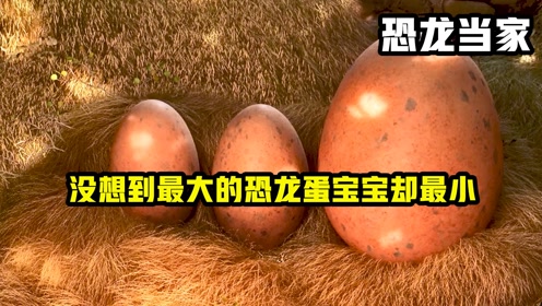 三颗恐龙蛋破壳而出,没想到最大的那颗蛋,出生的宝宝却是最小的