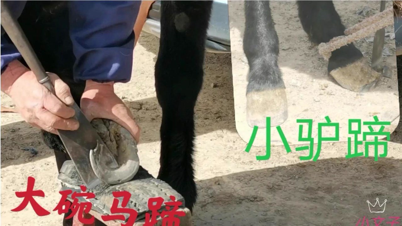 马蹄和驴蹄的图片,马蹄图片_大山谷图库