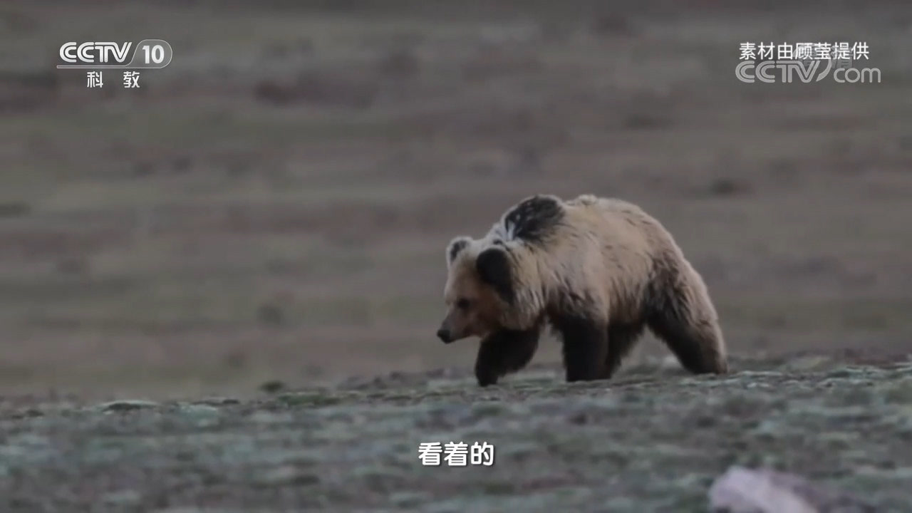 西藏棕熊 熊科棕熊属动物 搜狗百科