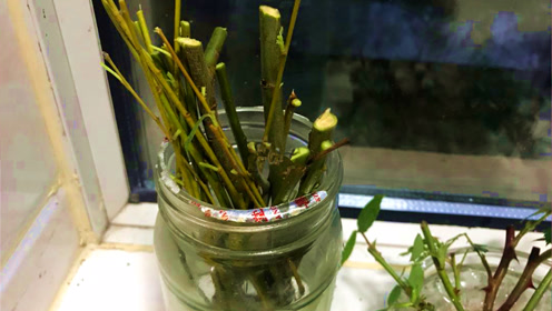 农村常见的柳树枝泡水,好多人不知它是宝?看视频涨知识了