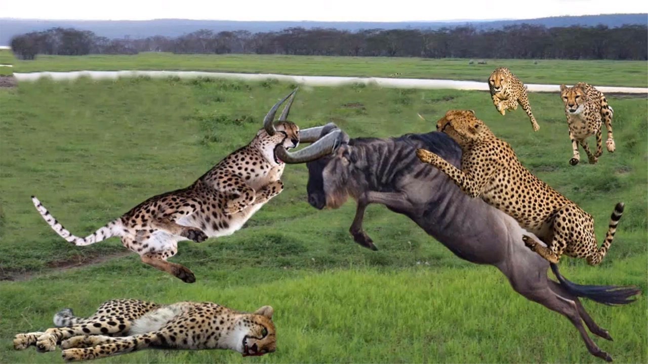 豹子捕食角马,角马遇到豹子就像是一只待宰得羔羊一样