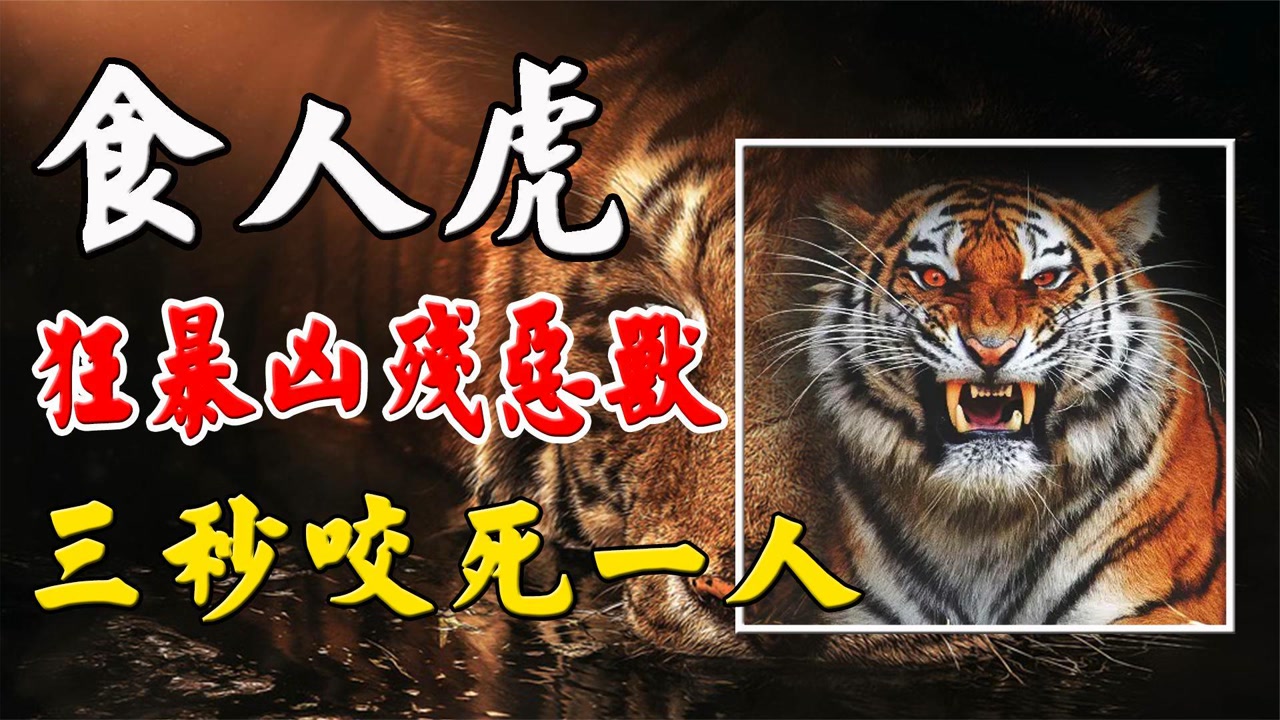 嗜血凶兽食人虎,三秒可以咬死两人,专家警告不杀后果很严重!