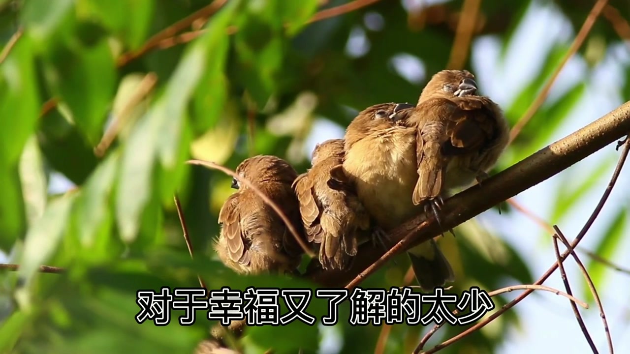 ʡ̫硷