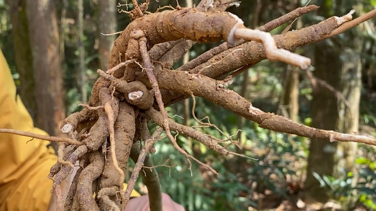 深山发现一株"八爪金龙",很多湖南人靠它的根部,都盖起了楼房