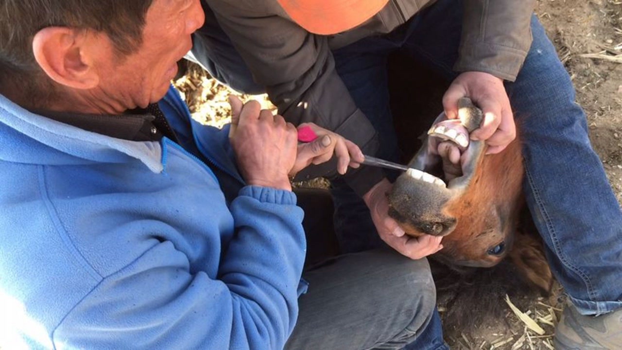 馬兒牙齒壞的不成樣子,獸醫一鉗子下去,直接