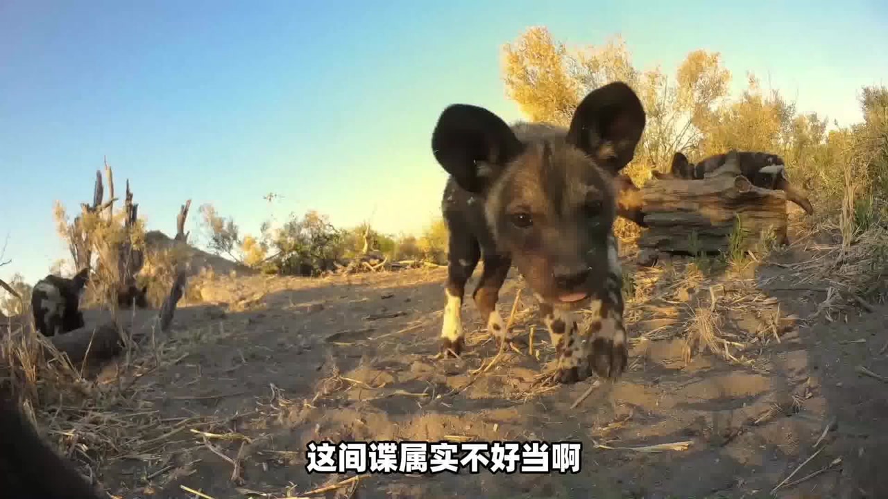 纪录片:狗狗误闯非洲野犬群,不但相安无事,还亲历一场大战