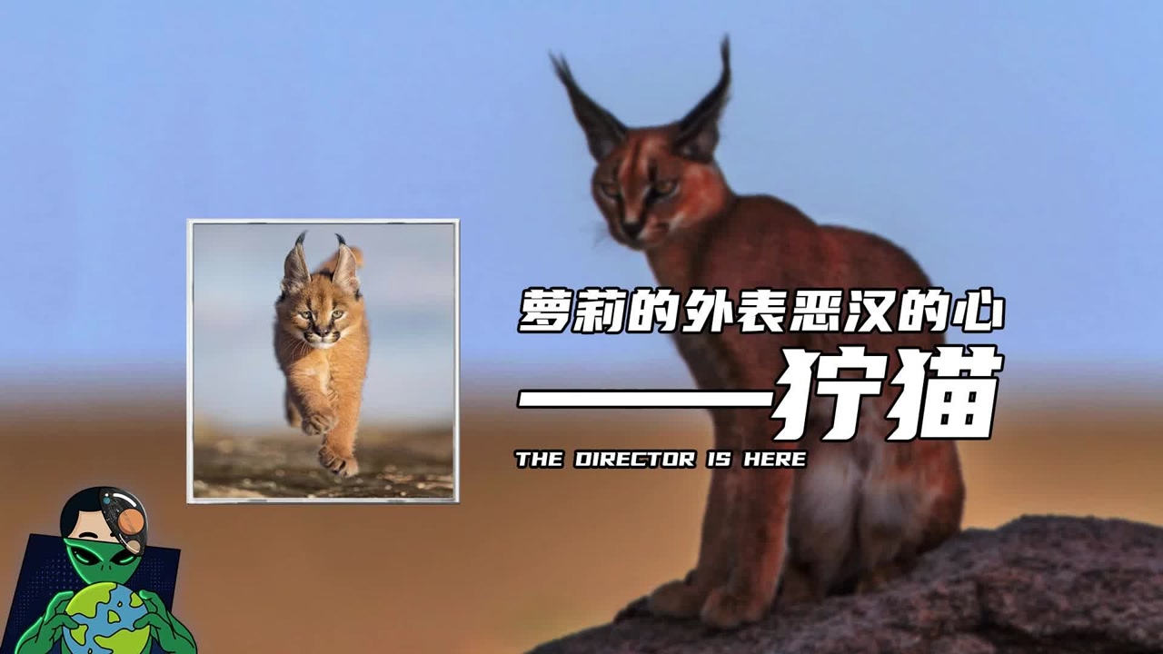 狞猫(猫亚科狞猫属动物)_搜狗百科