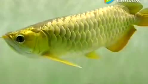 龙鱼腹水 腾讯视频