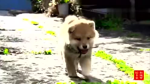 豆助 腾讯视频