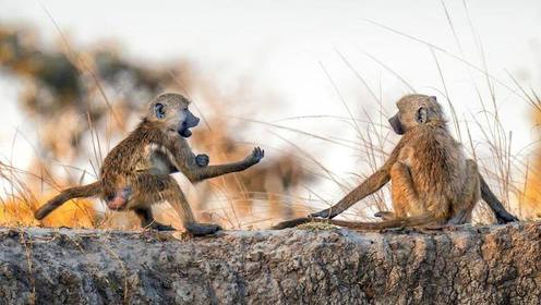 狒狒们打群架互相斗殴 用暴力解决问题