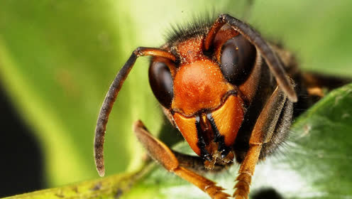 世界上最毒的十大昆虫 夺人性命只需几秒钟