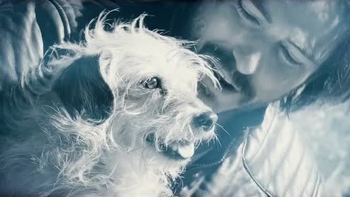 创意短片 dog wick