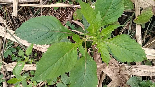 野茼蒿:农民痛恨的野草,能治感冒发热 痢疾 肠炎 水肿 乳腺炎