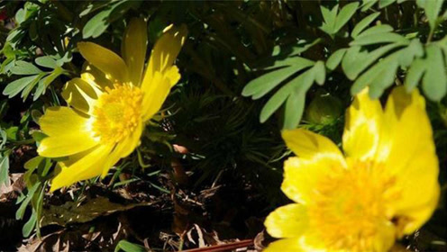 福寿草 腾讯视频