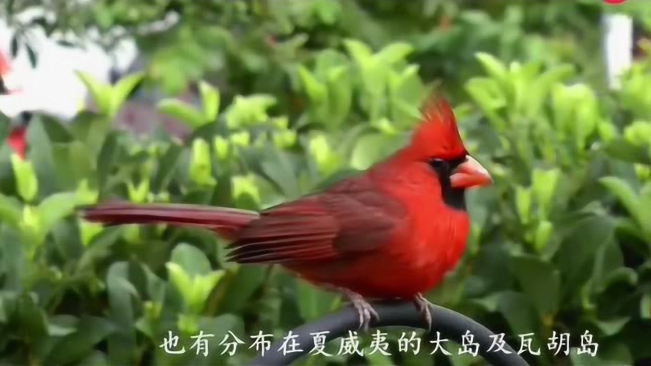 北美红雀(雀科主红雀属动物)_搜狗百科