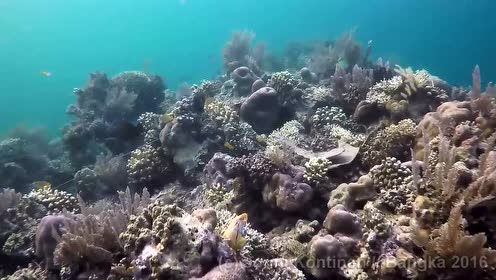 珊瑚花园 腾讯视频