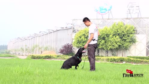 唐山开平训犬学校 腾讯视频