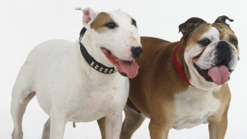 牛头梗大战斗牛犬,猛犬之争,谁能笑到最后!