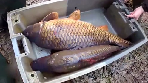 几百斤大鲤鱼全放生河中,肥的都游不动了,让人控制不住想抓!