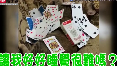 舞麦 腾讯视频