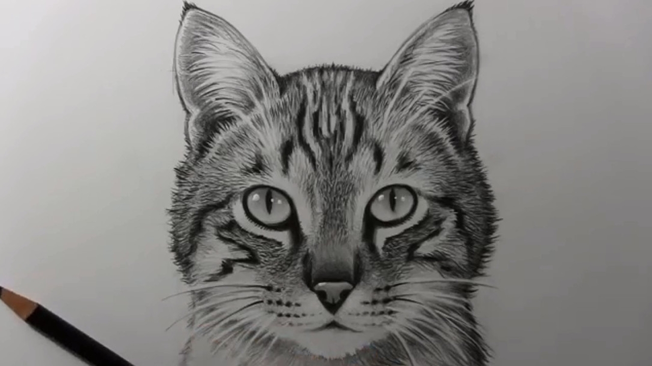 铅笔画一只可爱的小猫咪,完全不敢相信这是画出来的