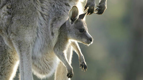 实拍袋鼠生孩子,生出的宝宝小的让你想象不到