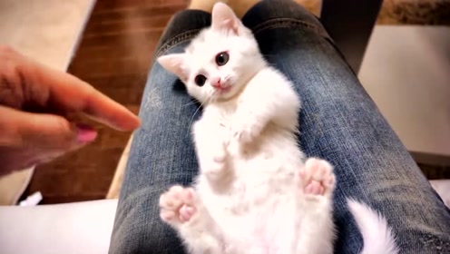 百看不厌的白猫宝宝太可爱了,可惜又是别人家的,好羡慕啊