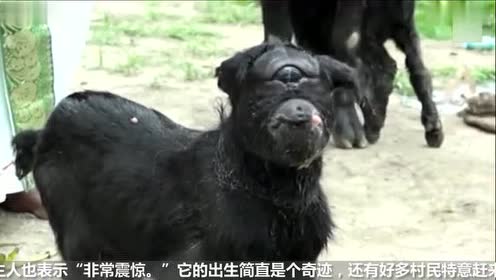 印度村庄诞下"人脸山羊" 嘴唇上扬吓坏村民