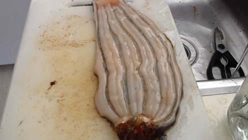 桂花蚌是海参的哪个部位 很多人都不知道 甚至还搞错 腾讯视频