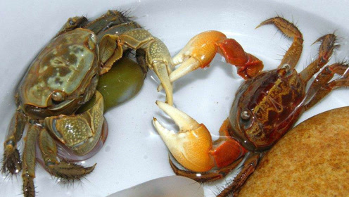 水蛭大战螃蟹,螃蟹被水蛭吸光了血 瞬间秒杀