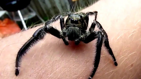世界上最大的跳蛛:卢卡斯,真是超出想象的聪明