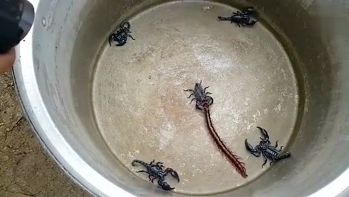 黑蝎子大战蜈蚣,被钳子夹住后嘴巴对咬蚕食
