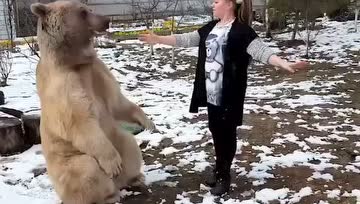 俄罗斯夫妇养了一个吃素的熊孩子