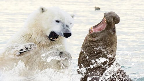 北极熊捕食海象,二话不说上去就咬,镜头拍下精彩瞬间