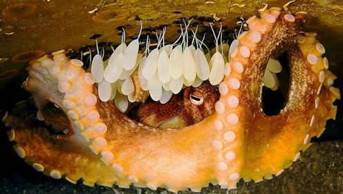 章鱼如何产卵?你们见过吗?