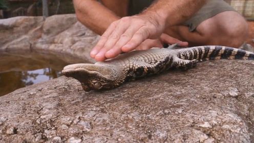 催眠师催眠鳄鱼?镜头探寻催眠真相,鳄鱼:我已经是条咸鱼了