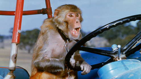 印度的猴子也开挂了!公交车司机让猴子待把方向盘,乘客表示真香